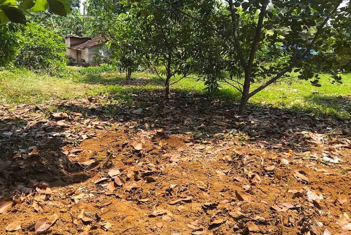 Residential land for sale in Katode, Thiruvalla, featuring level ground with fruit trees and a small structure in the background.