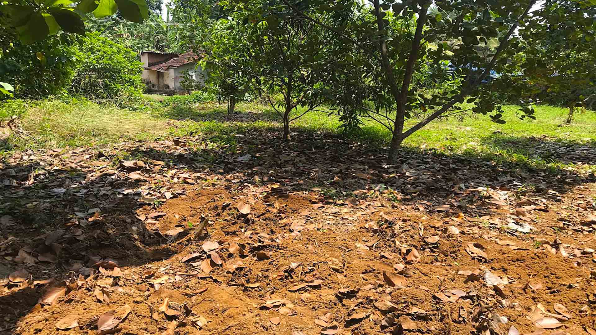 Residential land for sale in Katode, Thiruvalla, featuring level ground with fruit trees and a small structure in the background.