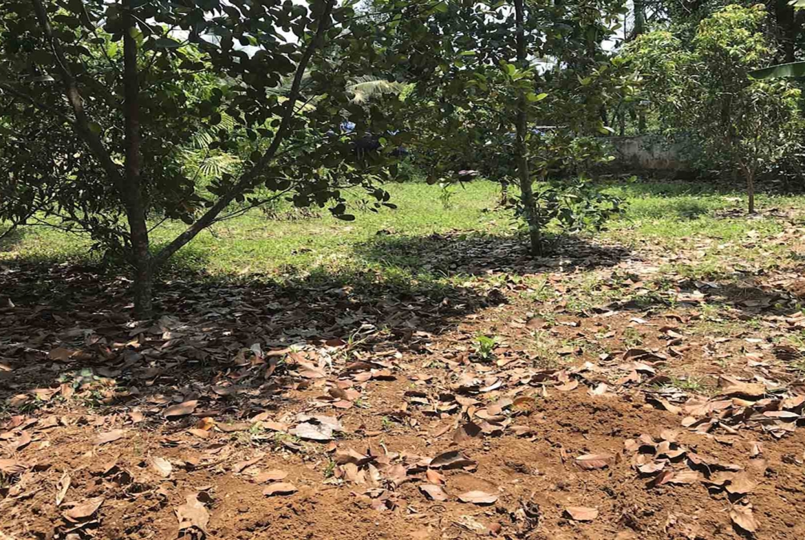 Residential land for sale in Kattode, Thiruvalla, featuring level ground with fruit trees and a small structure in the background.