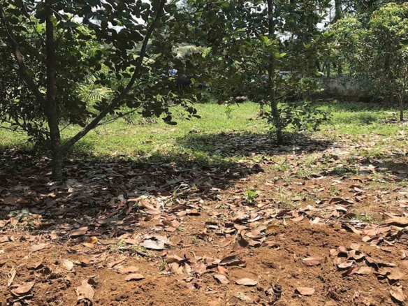 Residential land for sale in Kattode, Thiruvalla, featuring level ground with fruit trees and a small structure in the background.