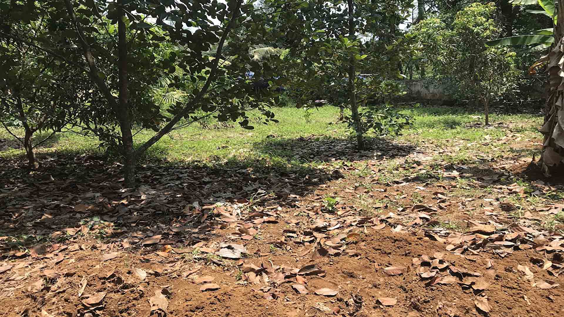 Residential land for sale in Kattode, Thiruvalla, featuring level ground with fruit trees and a small structure in the background.