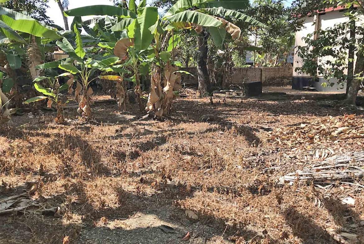 High yielding banana plantation on 26 cent land Chengannur