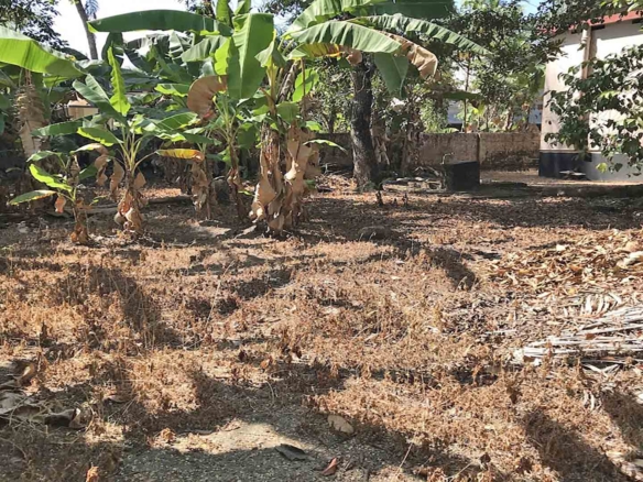 High yielding banana plantation on 26 cent land Chengannur