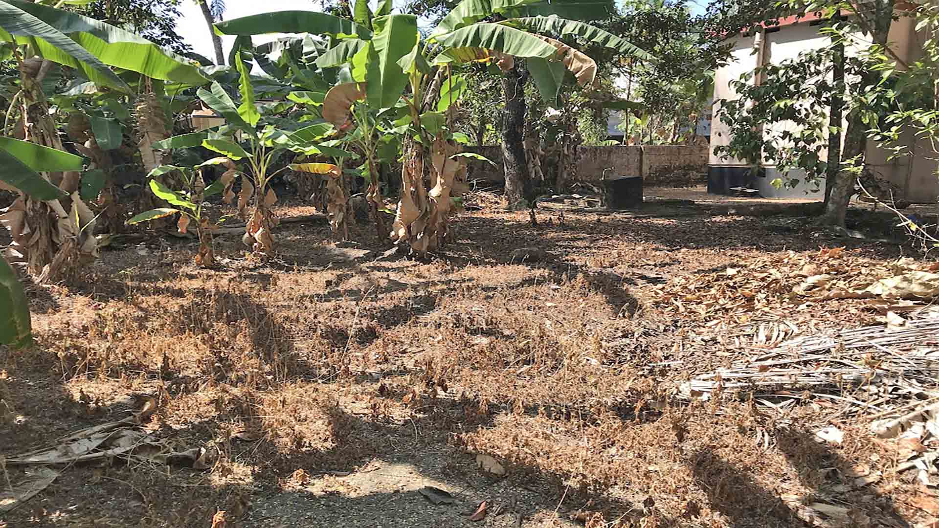 High yielding banana plantation on 26 cent land Chengannur