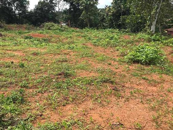 Dry land plot for sale near Central Hatchery in Chengannur showing the cleared soil layout and property terrain.