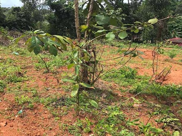 Land for sale near Providence College Chengannur showing small saplings on an elevated dry plot with red soil.