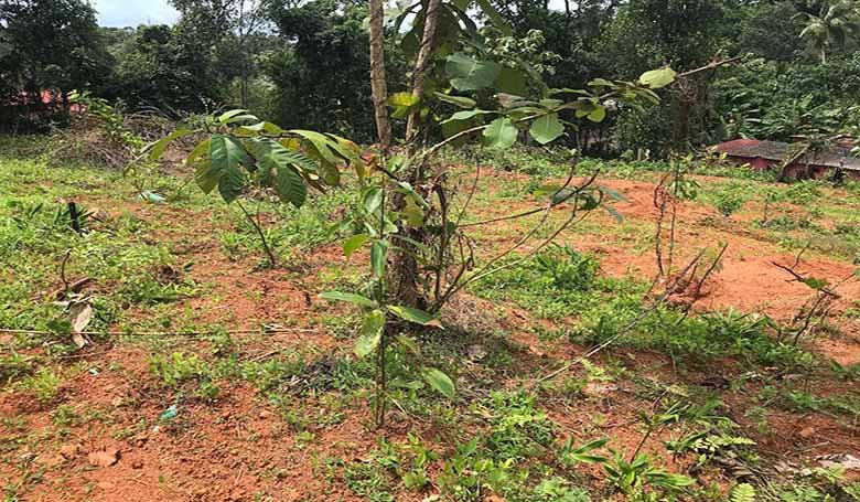 Land for sale near Providence College Chengannur showing small saplings on an elevated dry plot with red soil.