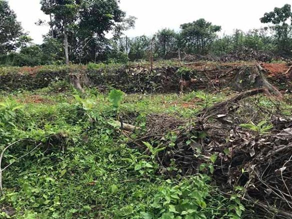 Elevated non-flood dry land for sale in Chengannur Kerala highlighting the clear height advantage over low-lying areas.