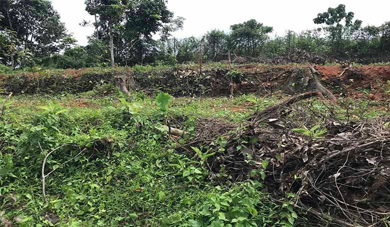 Elevated non-flood dry land for sale in Chengannur Kerala highlighting the clear height advantage over low-lying areas.
